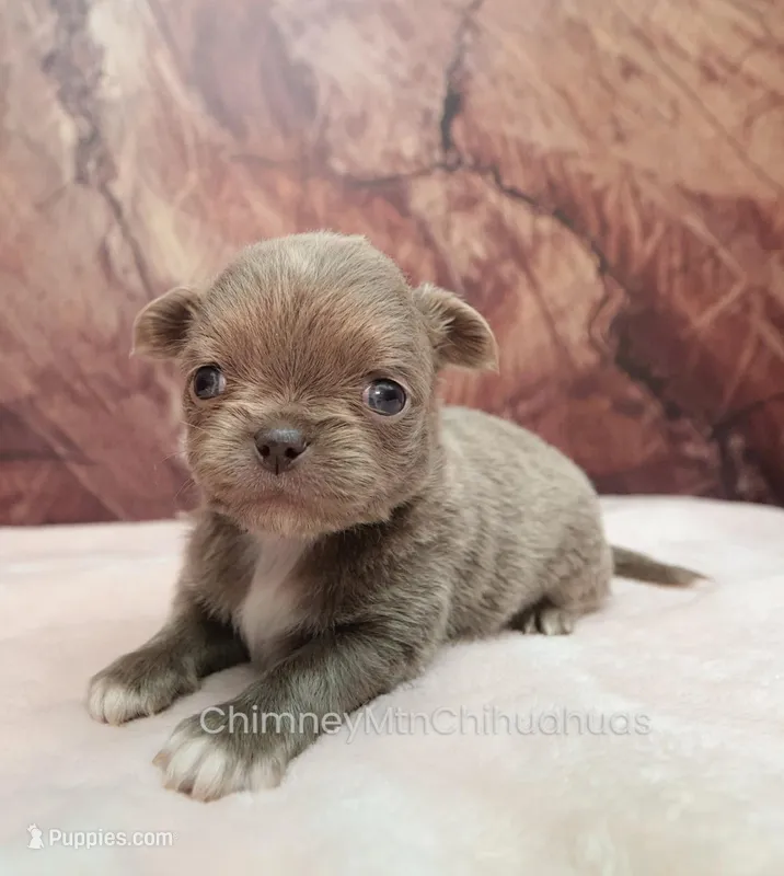 AKC ADAM – Chihuahua puppy for sale in Muskogee, OK