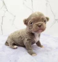 AKC ADAM, a male Chihuahua for sale in Muskogee, OK – Photo 7 of 10