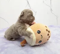 AKC ADAM, a male Chihuahua for sale in Muskogee, OK – Photo 3 of 10