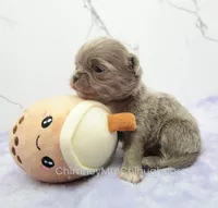 AKC ADAM, a male Chihuahua for sale in Muskogee, OK – Photo 6 of 10