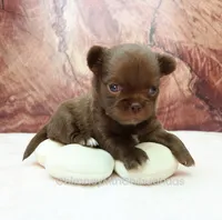 AKC MARGO, a female Chihuahua for sale in Muskogee, OK – 3 of 10