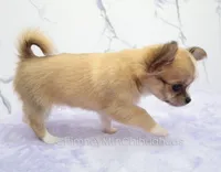 AKC PALOMA, a female Chihuahua for sale in Muskogee, OK – 7 of 10