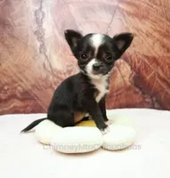 AKC ISLA, a female Chihuahua for sale in Muskogee, OK – 5 of 10