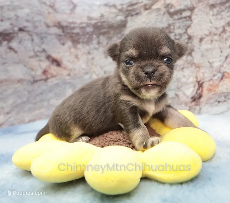 AKC JAKE – Chihuahua puppy on hold in Muskogee, OK