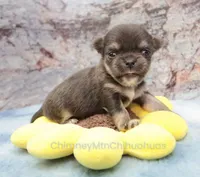 AKC JAKE, a male Chihuahua for sale in Muskogee, OK – 1 of 10