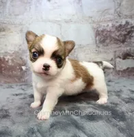 AKC PECAN, a male Chihuahua for sale in Muskogee, OK – 5 of 10