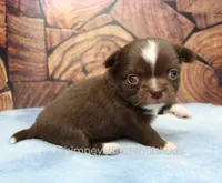 AKC EMILY, a female Chihuahua for sale in Muskogee, OK – 3 of 10