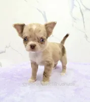 AKC IRENE, a female Chihuahua for sale in Muskogee, OK – 2 of 10