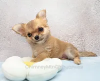 AKC VERITY, a female Chihuahua for sale in Muskogee, OK – 7 of 10