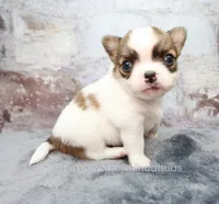 AKC PECAN, a male Chihuahua for sale in Muskogee, OK – 7 of 10