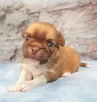 AKC PIP, a male Chihuahua for sale in Muskogee, OK – 2 of 10