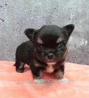 AKC JAY, a male Chihuahua for sale in Muskogee, OK – Photo 4 of 10