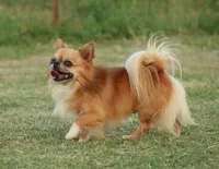 AKC JAY, a male Chihuahua for sale in Muskogee, OK – Photo 9 of 10