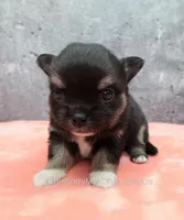 AKC JAY, a male Chihuahua for sale in Muskogee, OK – Photo 6 of 10