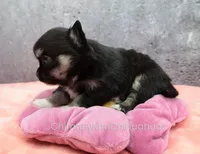 AKC JAY, a male Chihuahua for sale in Muskogee, OK – Photo 3 of 10