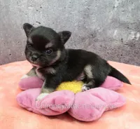 AKC JAY, a male Chihuahua for sale in Muskogee, OK – Photo 1 of 10