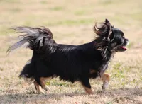 AKC KAY, a male Chihuahua for sale in Muskogee, OK – Photo 10 of 10