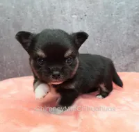 AKC JAY, a male Chihuahua for sale in Muskogee, OK – Photo 7 of 10