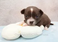AKC QUINNA, a female Chihuahua for sale in Muskogee, OK – 3 of 10