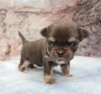 AKC JAKE, a male Chihuahua for sale in Muskogee, OK – 2 of 10