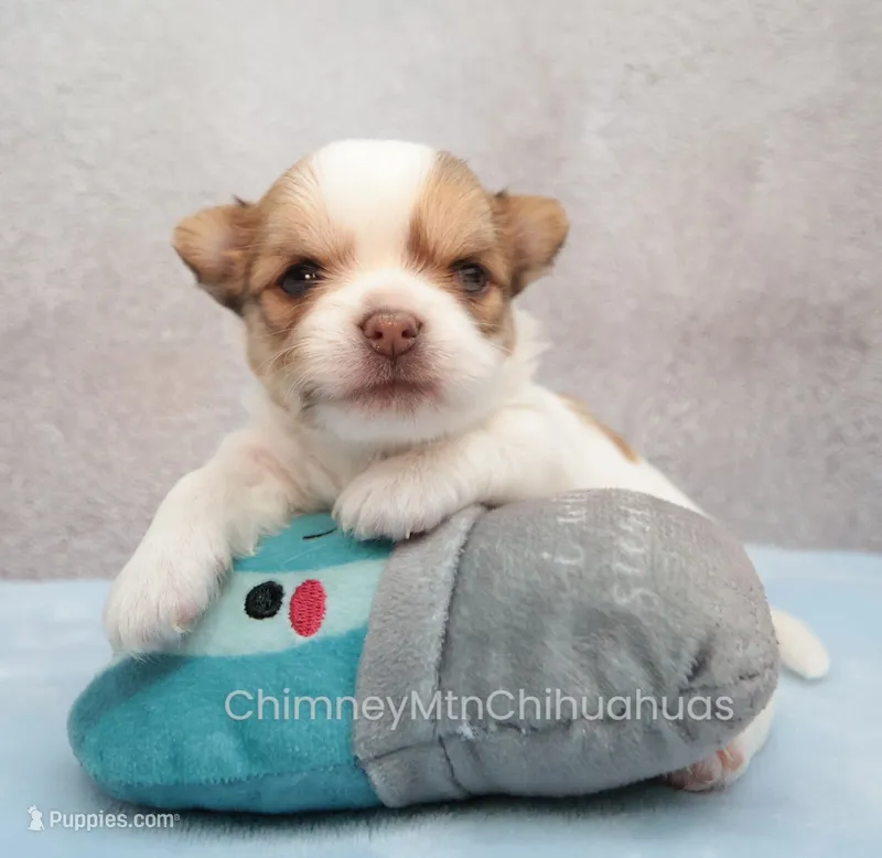 AKC ZUMA – Chihuahua puppy on hold in Muskogee, OK