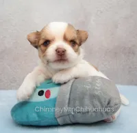 AKC ZUMA, a male Chihuahua for sale in Muskogee, OK – 1 of 10