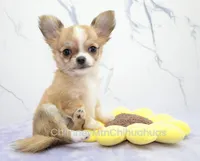 AKC PALOMA, a female Chihuahua for sale in Muskogee, OK – 1 of 10