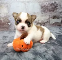 AKC PECAN, a male Chihuahua for sale in Muskogee, OK – 3 of 10