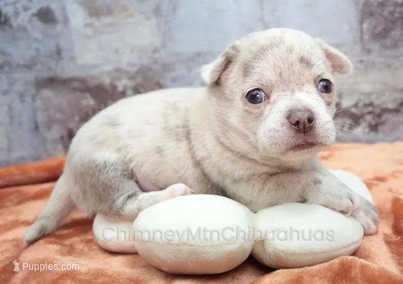 AKC RICO – Chihuahua puppy for sale in Muskogee, OK