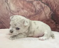 AKC RICO, a male Chihuahua for sale in Muskogee, OK – Photo 2 of 10