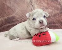 AKC RICO, a male Chihuahua for sale in Muskogee, OK – Photo 8 of 10