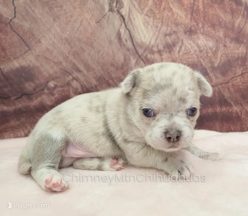AKC RICO – Chihuahua puppy for sale in Muskogee, OK