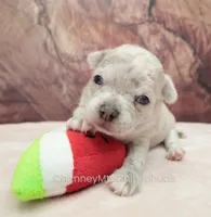 AKC RICO, a male Chihuahua for sale in Muskogee, OK – Photo 3 of 10