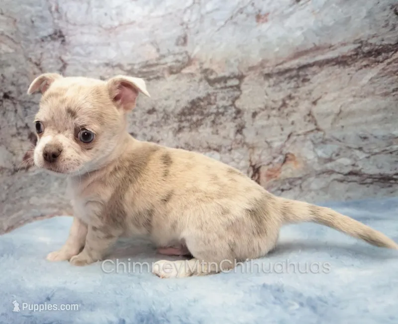 AKC RICO – Chihuahua puppy for sale in Muskogee, OK