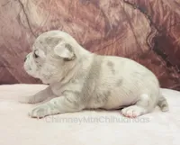 AKC RICO, a male Chihuahua for sale in Muskogee, OK – Photo 5 of 10