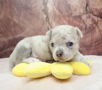 AKC RICO, a male Chihuahua for sale in Muskogee, OK – Photo 7 of 10