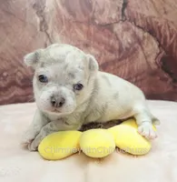 AKC RICO, a male Chihuahua for sale in Muskogee, OK – Photo 6 of 10