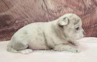 AKC RICO, a male Chihuahua for sale in Muskogee, OK – Photo 4 of 10