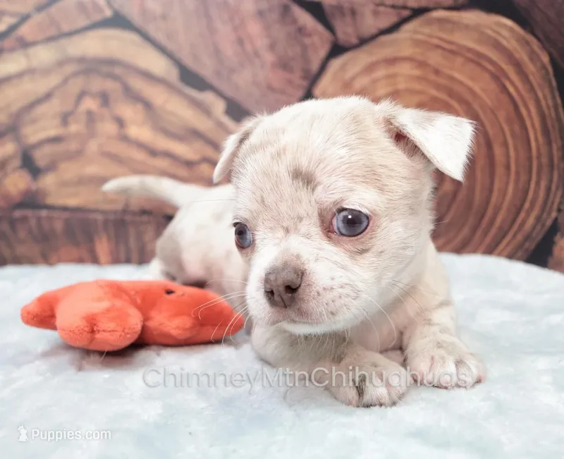 AKC RICO – Chihuahua puppy for sale in Muskogee, OK