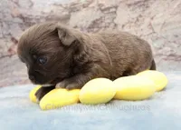 AKC ELWOOD, a male Chihuahua for sale in Muskogee, OK – 4 of 10