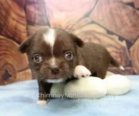 AKC EMILY, a female Chihuahua for sale in Muskogee, OK – 2 of 10
