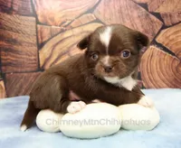 AKC EMILY, a female Chihuahua for sale in Muskogee, OK – 7 of 10