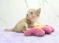 AKC IVY, a female Chihuahua for sale in Muskogee, OK – 7 of 10