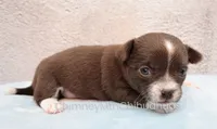 AKC QUINNA, a female Chihuahua for sale in Muskogee, OK – 2 of 10