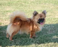 AKC ELWOOD, a male Chihuahua for sale in Muskogee, OK – 9 of 10