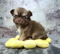 AKC CINNAMON, a female Chihuahua for sale in Muskogee, OK – 3 of 10