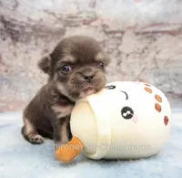 AKC JAKE, a male Chihuahua for sale in Muskogee, OK – 7 of 10