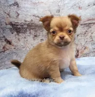 Unborn Litter- AKC, a  Chihuahua for sale in Muskogee, OK – 6 of 10