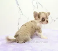 AKC IVY, a female Chihuahua for sale in Muskogee, OK – 8 of 10