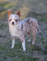 AKC QUINNA, a female Chihuahua for sale in Muskogee, OK – 10 of 10